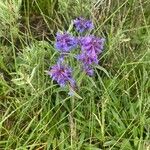 Penstemon procerus Çiçek