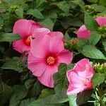 Hibiscus moscheutos Blüte