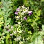 Salvia verbenaca Blüte