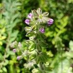 Salvia verbenaca Кветка