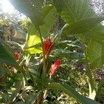 Musa coccinea फूल