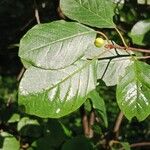 Frangula alnus Yaprak