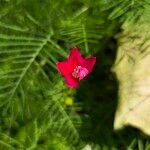 Ipomoea quamoclit Flor