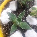 Faucaria tigrina ഇല