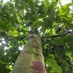 Psychotria panamensis Bark