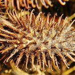 Xanthium strumarium Frucht