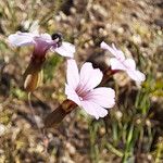 Vaccaria hispanica Fleur