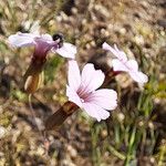 Vaccaria hispanica Blomst