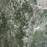 Leonia glycycarpa Corteza