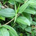 Mandevilla laxaFruit
