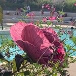 Hibiscus palustris Flower