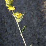 Anthyllis terniflora Květ