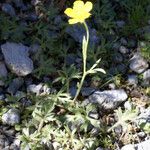 Ranunculus sprunerianus