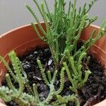 Crassula muscosa Листок