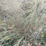 Stipella parviflora 葉