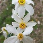 Narcissus × medioluteus Blomma