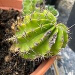 Echinopsis oxygona葉