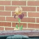 Iris × germanica 花