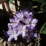 Hydrophyllum capitatum Flower