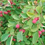 Cotoneaster multiflorus पत्ता