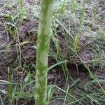 Amorphophallus paeoniifolius Rhisgl