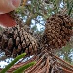 Pinus contorta फल