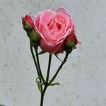 Rosa luciae Flor