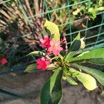 Jatropha integerrimaBlüte