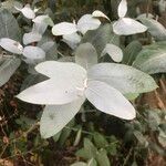 Eucalyptus cinerea Leaf