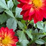 Dahlia coccinea Frunză