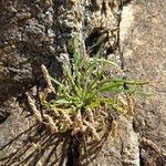 Plantago coronopus Habitus