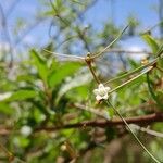 Secamone tenuifolia Flor