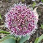Allium karataviense Цвят