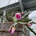 Hatiora rosea Flower