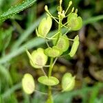 Thlaspi arvense Fruit