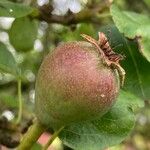 Pyrus communis Frukto