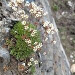 Saxifraga losae Flower