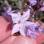 Campylanthus salsoloides Flor