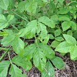 Cleome aculeataLeaf