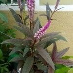 Celosia argenteaÕis