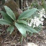 Calanthe triplicata Листок