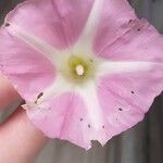 Convolvulus arvensisBlüte