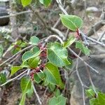 Rhus ovata Fruit