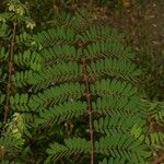 Caesalpinia decapetala Frunză