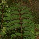 Caesalpinia decapetala Levél