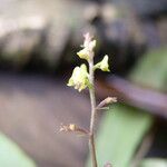 Polystachya ramulosa Flower
