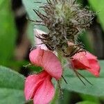 Indigofera volkensii Flower