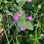 Clinopodium vulgareLorea