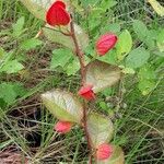 Passiflora coccinea Hábito