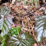 Rubus hispidus Bark